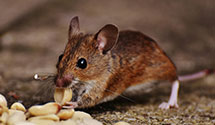 24 Hour & Emergency Exterminators in Shaw, MN